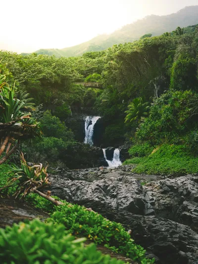 forest with a running stream in the center